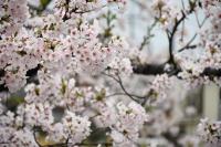 校庭の満開の桜